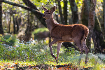 Young red deer walking through the forest in the morning light