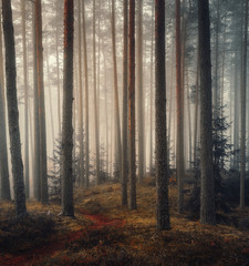 autumn misty forest