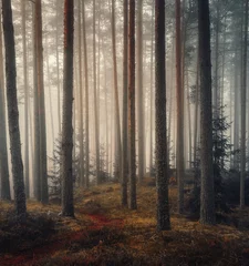 Fototapeten autumn misty forest © Mareks