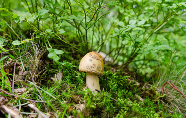 Small mushroom in the forest - European funghi scene