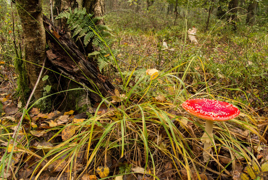 Fliegenpilz im Wald mit Gras und Farn im Herbst
