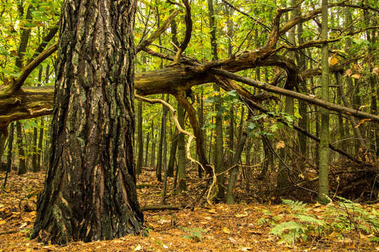 Gro&szlig;er liegender Baumstamm im Wald