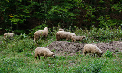 Flock of sheeps in the meadow after sunset