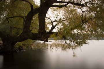 knorriger Ast hängt über der glatten Wasseroberfläche