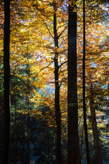 Jesienny las © Kasia R.