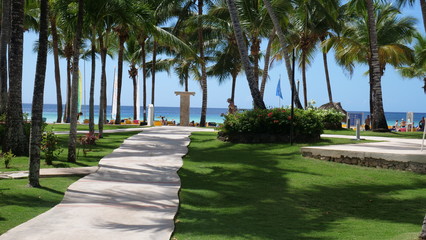 Obraz premium Palm trees