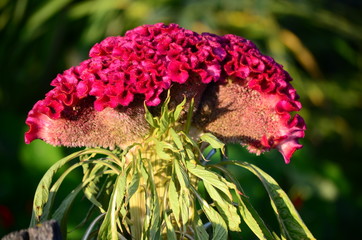 Beautiful bush of hydrangea flowers in a garden