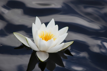 white water lily
