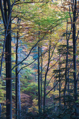 Jesienny las © Kasia R.