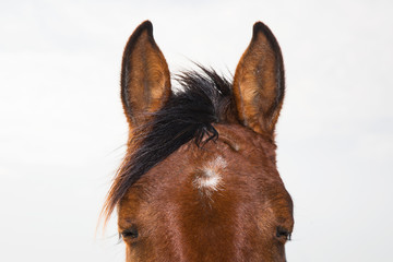 Closeup Portrait of horse with closed eyes