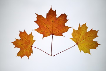 Yellow Maple leaves on a white background