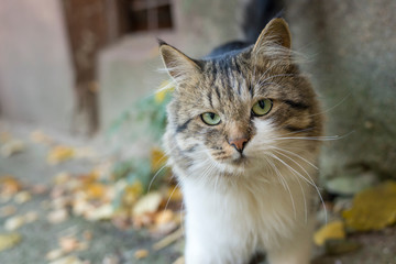 Cat with green eyes on the street in autumn