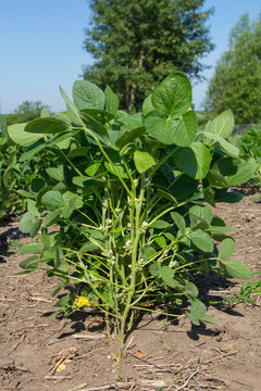 soybean in R2 stage - full flower