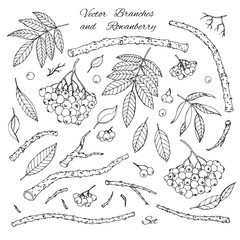 Hand drawn vector set of branches, leaves and rowanberry outline isolated on white background. Winter decoration in sketch style. - 229552516