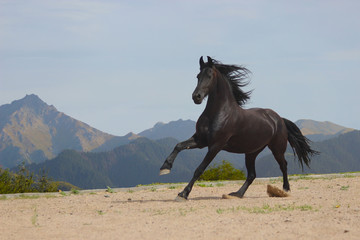 Fototapeta na wymiar Frisian horse rides on a beautiful background of mountains
