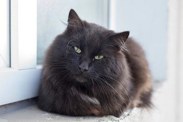 Portrait of a black cat that sits on a windowsill outside