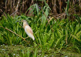 Wildlife in the Danube Delta