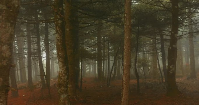 Autumn Forest Mountain Tall Fir Trees In Mist And Fog