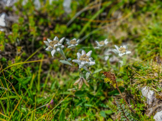 Beautiful protected Planika flower closeup taken in Triglav national park