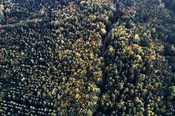 street between autumn forest aerial drone view from above, dji