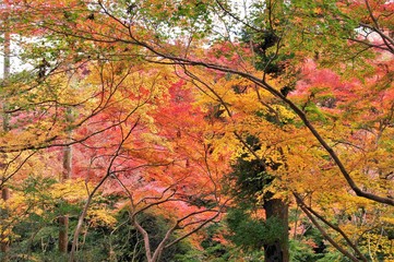 Colored leaves of Kyoto,Japan. 