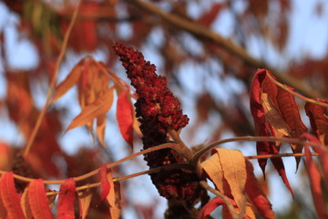 autumn, leaf, nature, fall, leaves, red, maple, isolated, tree, season, plant, foliage, orange, white, branch, color, yellow, green, bright, closeup, botany, macro, forest
