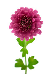 pink chrysanthemum flowers isolated (selective focus)