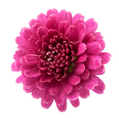 pink chrysanthemum flowers isolated (selective focus)