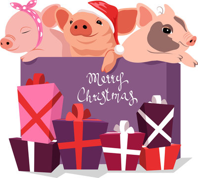 three cute little pigs in a gift box. symbol of the year