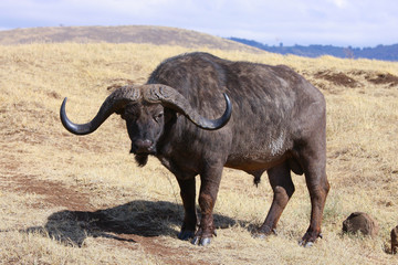 Obraz premium Photo wild buffalo / Photo wild buffalo - warthog in the valley of the Ngorongoro crater