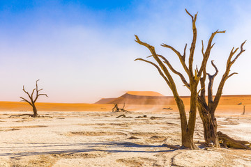 Fototapeta na wymiar Dead camelthorn trees against dunes and blue sky in Deadvlei, Sossusvlei. Namib-Naukluft National Park, Namibia.