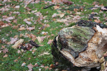 log of wood on the ground