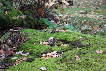 moss on solid ground 