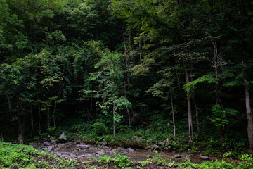 暗く深い森のイメージ