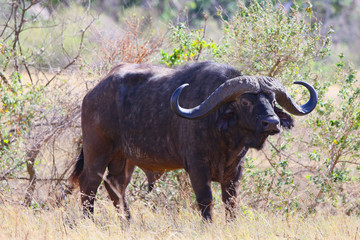 Photo wild buffalo / Photo wild buffalo - warthog in the valley of the Ngorongoro crater