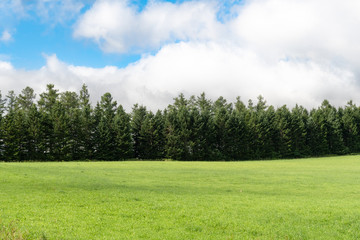 夏の美瑛の丘 / 北海道美瑛町の観光イメージ
