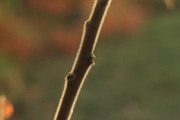 nature, green, dragonfly, insect, red, spring, plant, macro, leaf, grass, flower, garden, summer, tree, leaves, closeup, bud, fly, close-up, thorn, branch, animal, flowers