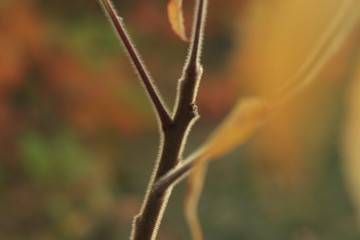 nature, green, dragonfly, insect, red, spring, plant, macro, leaf, grass, flower, garden, summer, tree, leaves, closeup, bud, fly, close-up, thorn, branch, animal, flowers