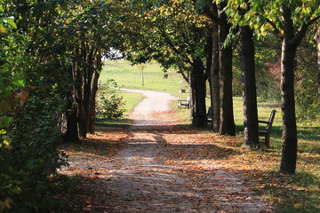 Allee mit Bank im Herbst