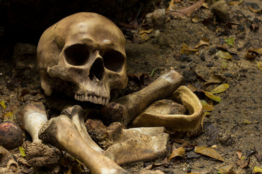 Skull and bones digged from pit  with dark light, Concept halloween day, still life style.