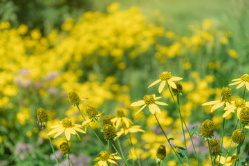 Obraz premium 草原に咲く花 / 北海道の観光イメージ