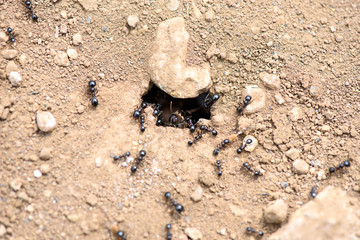 Ants work on the ground near den