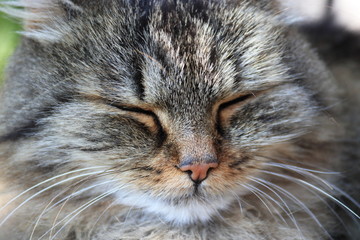 Porträt einer zufriedenen Katze