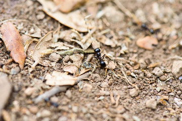 Ant works on the ground