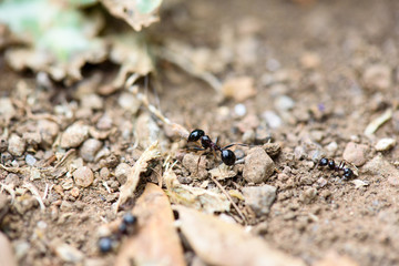 Ant works on the ground