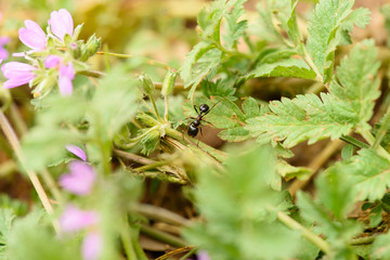 Ant works in the leaves