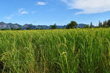 Green rice field crops with bunch of seeds ,  Flag kite in the crop area with mountain and blue sky in background, Agriculture in Thailand
