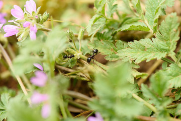 Ant works in the leaves