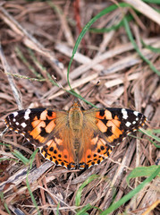 Butterfly　Cosmos　insect