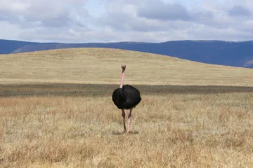 Crédence de cuisine en verre imprimé Autruche The fleet-footed bird/ Running ostrich on the Savannah of Ngorongoro crater